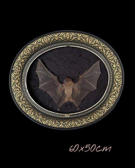 Bat in a gilt oval frame