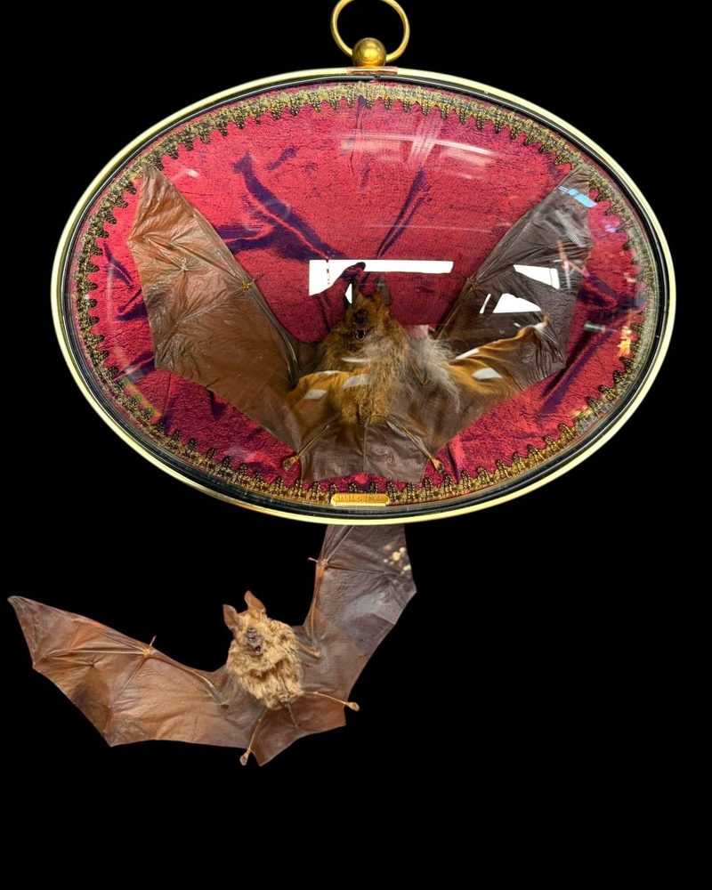 Bat with spread wings in a gold oval frame on red velvet