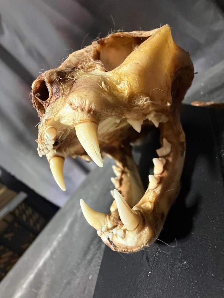 Big cat skull with long fangs