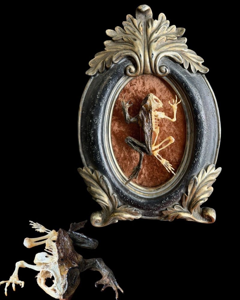 Frog skeleton in an ornate baroque frame