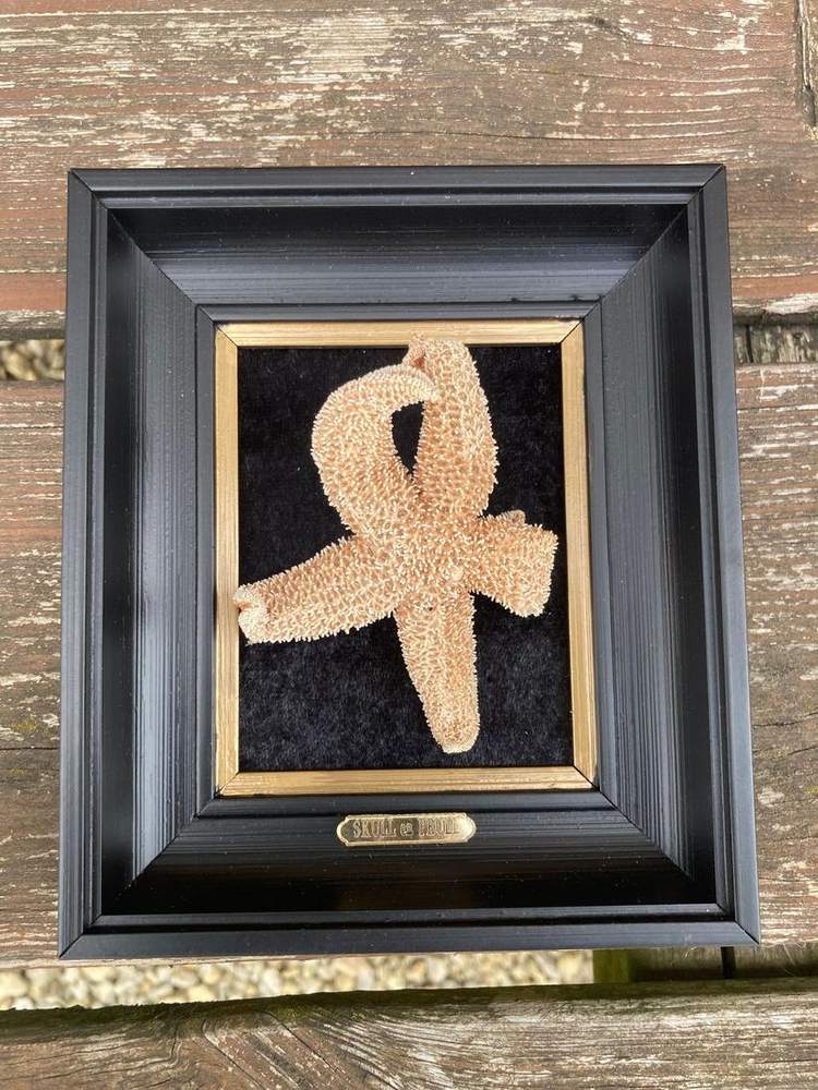 Pale preserved piece in a black gilt edged frame