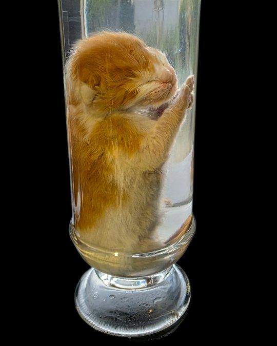 Ginger kitten in a glass cylinder