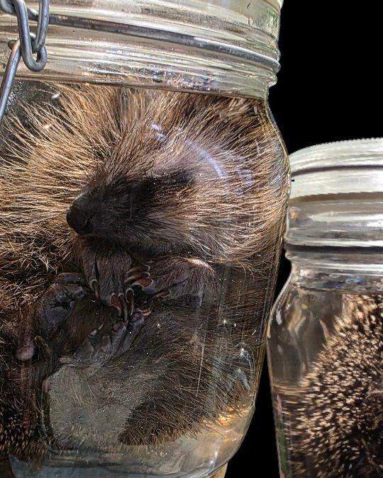 Porcupine in a jar beside its quills