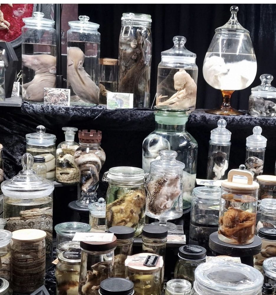 Shelf of wet specimen jars