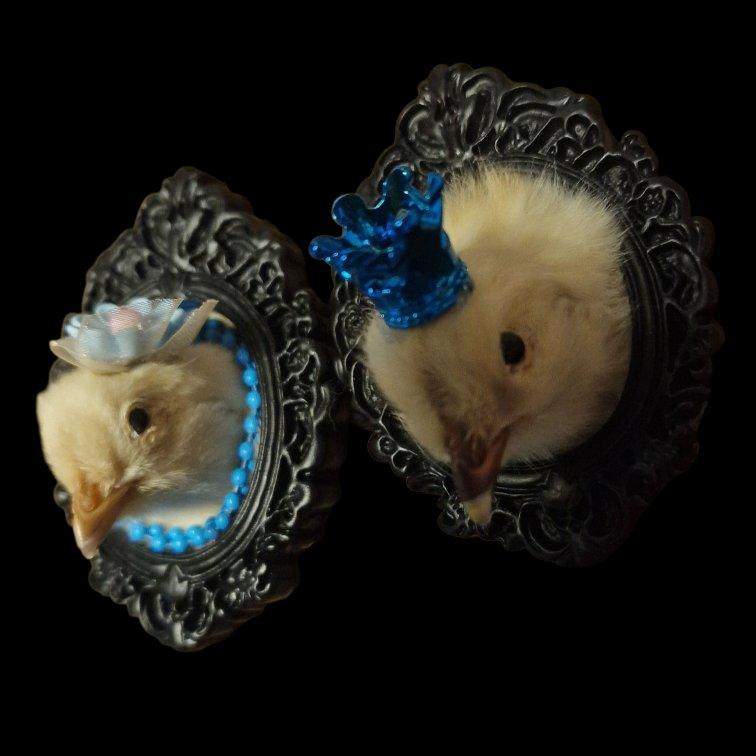 Taxidermy chick and mouse in black cameo frames
