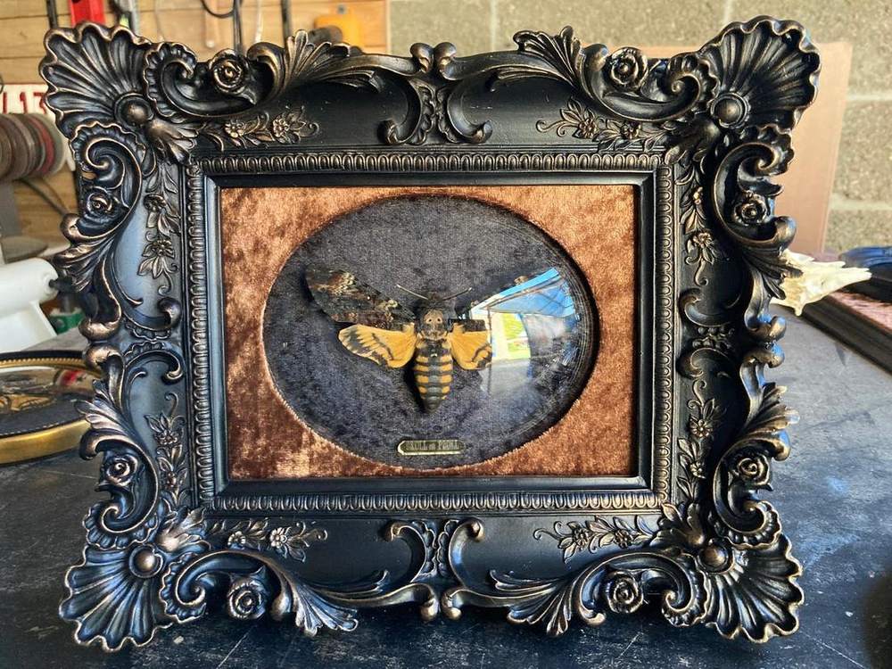 Death&rsquo;s head moth in an ornate black frame