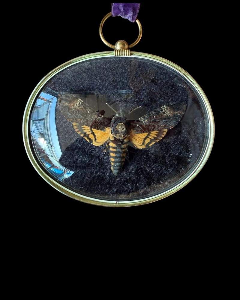 Death&rsquo;s head moth in a gilt oval frame