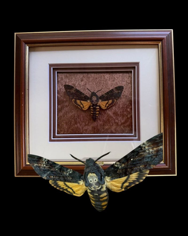 Death&rsquo;s head moth in a wooden gilt frame