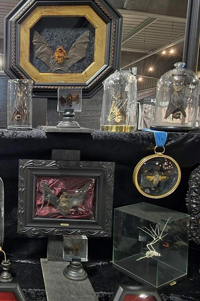 Shelf with glass domes and a medal on ribbon