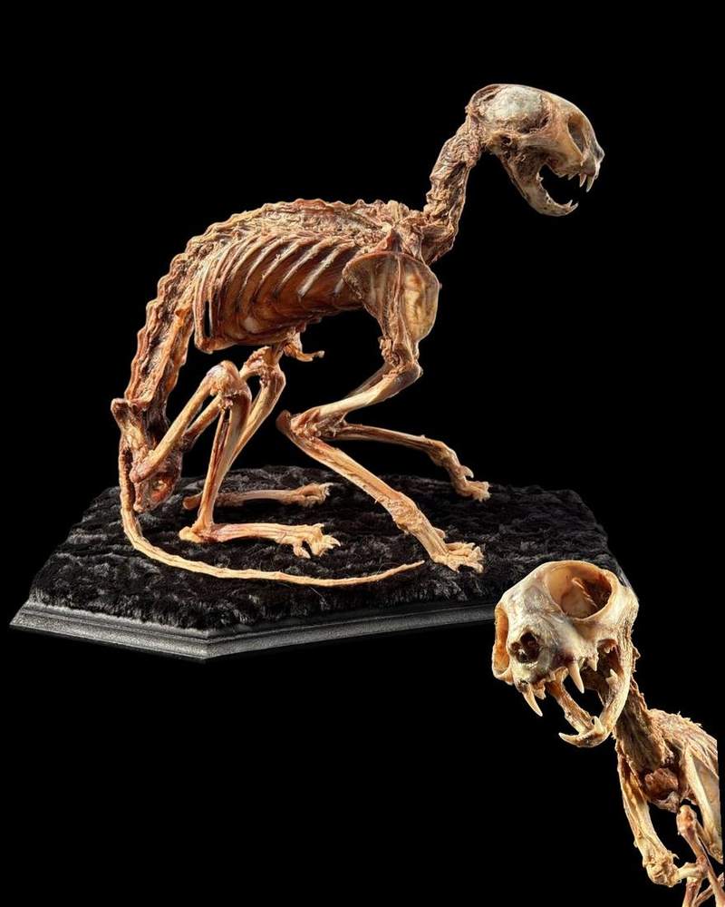 Skeletal specimen crouched beside a skull