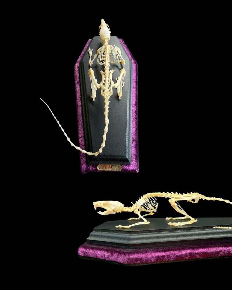 Small skeleton in a coffin shaped frame on purple velvet