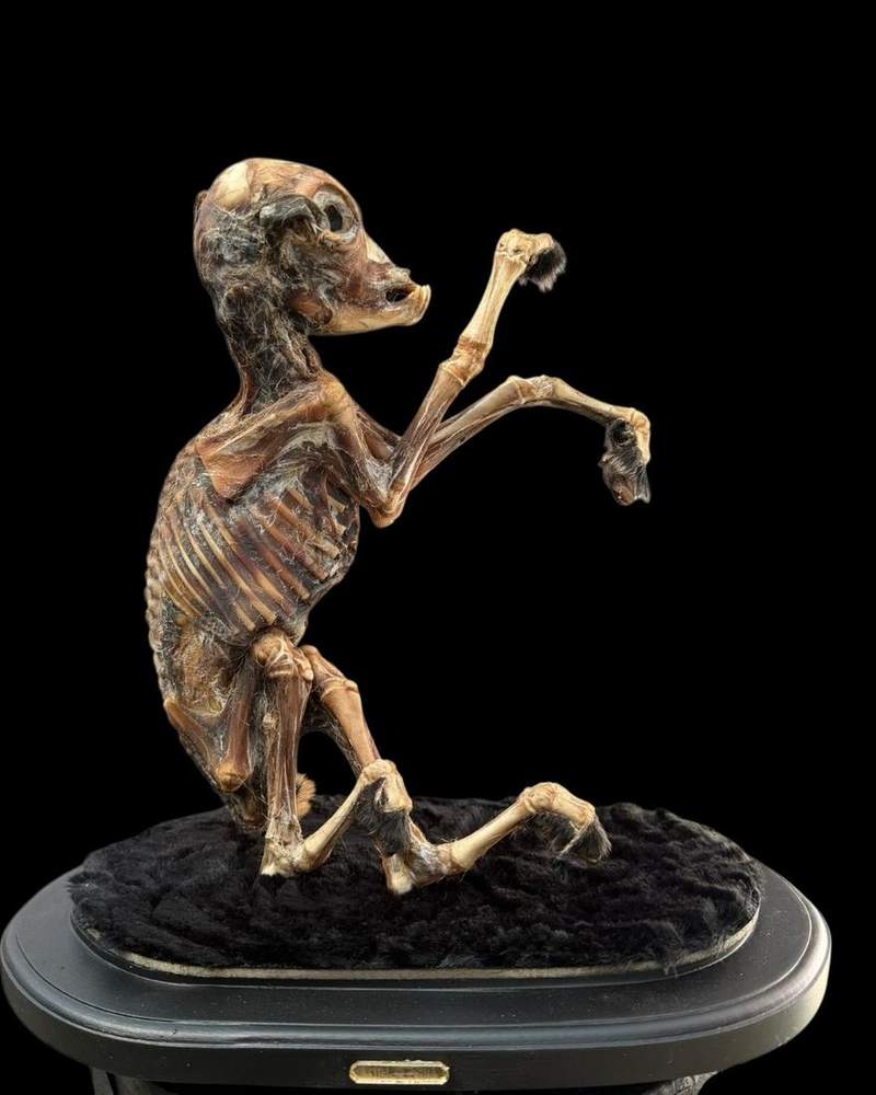 Small animal skeleton posed upright