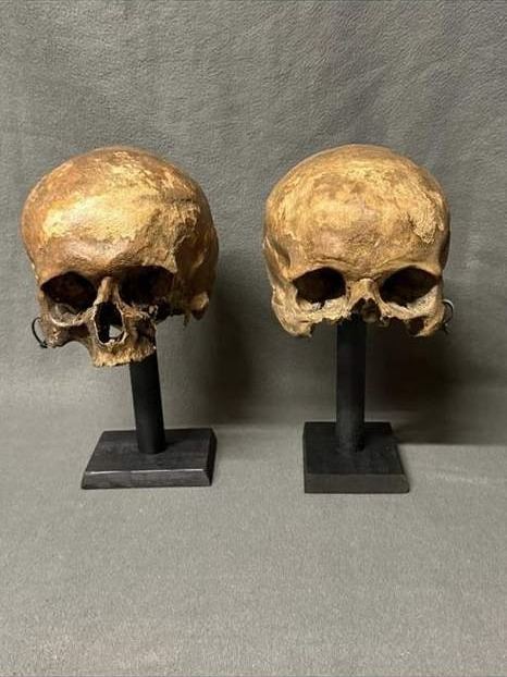 Two skulls on black museum stands
