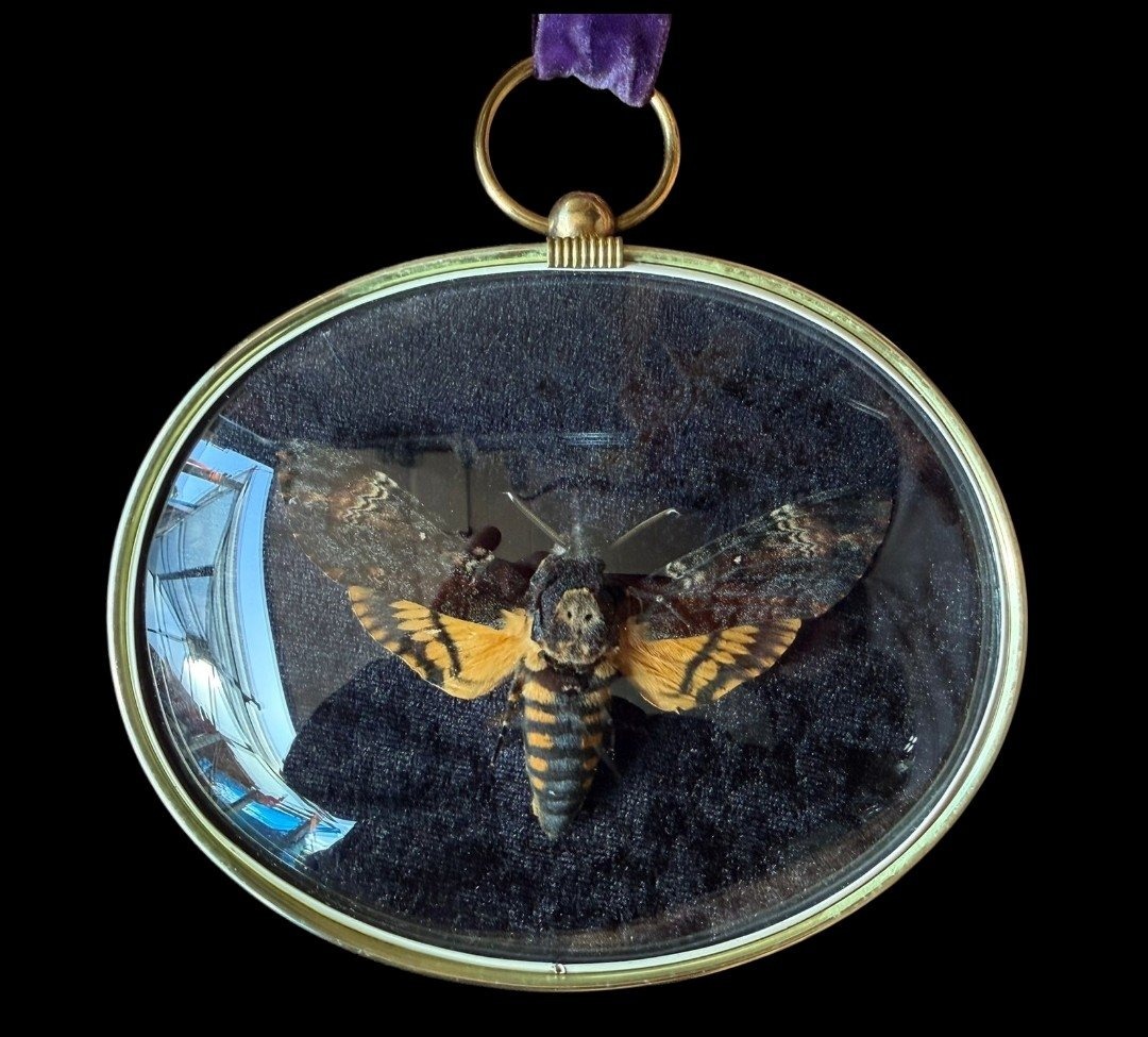 Death&rsquo;s head moth pinned inside a gilt oval frame, the whole piece hanging from its purple ribbon.