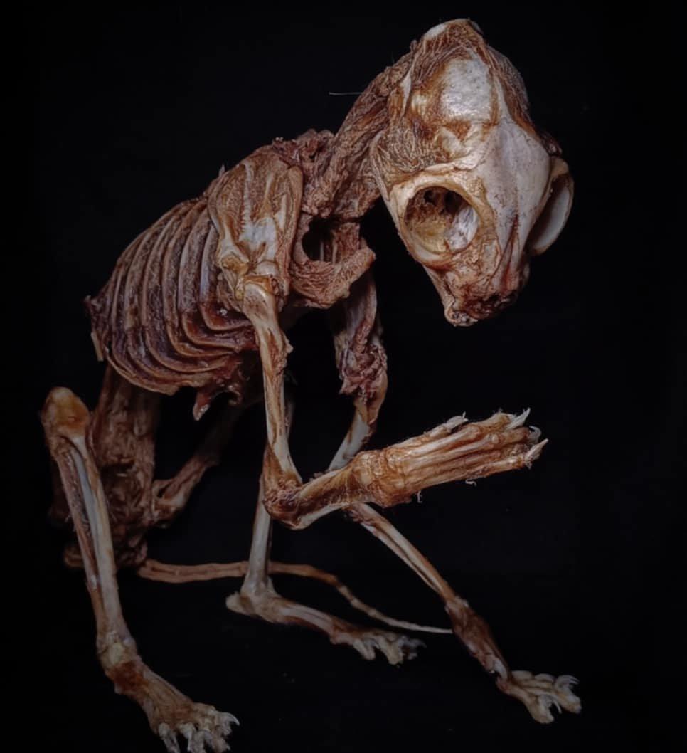 Dramatic open jawed skeletal specimen photographed on black.