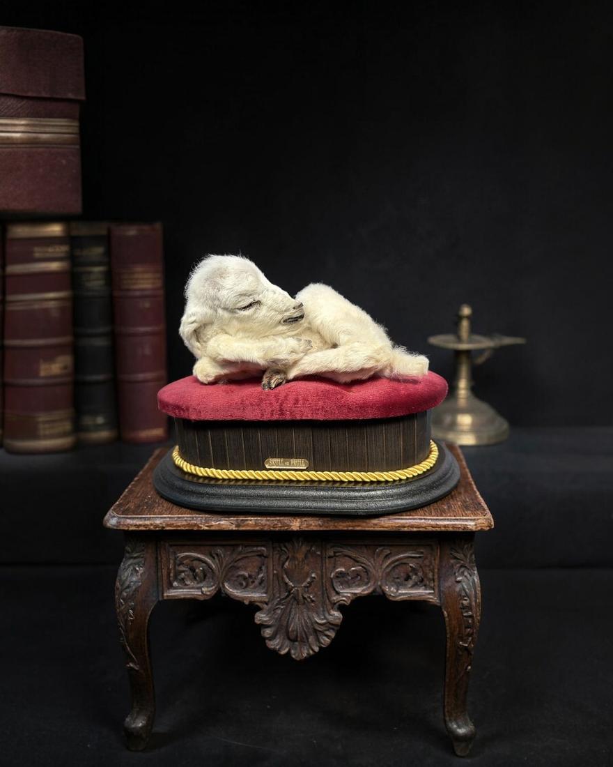 Taxidermy lamb curled asleep on a red velvet cushion atop a carved pedestal.
